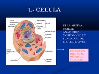 1.- CELULA
ES LA MINIMA
UNIDAD
ANATOMICA,
MORFOLOGICA Y
FUNCIONAL DE
LOS SERES VIVOS
ESTO ES UN
DIBUJO. AL
MO NO LA
VEMOS ASI
ESTO ES UN
DIBUJO. AL
MO NO LA
VEMOS ASI
 