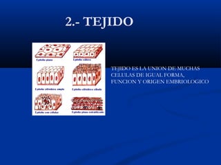 2.- TEJIDO
TEJIDO ES LA UNION DE MUCHAS
CELULAS DE IGUAL FORMA,
FUNCION Y ORIGEN EMBRIOLOGICO
 