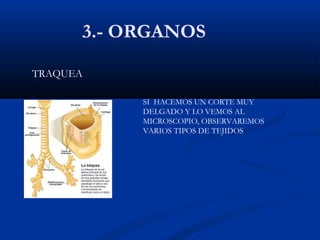 3.- ORGANOS
TRAQUEA
SI HACEMOS UN CORTE MUY
DELGADO Y LO VEMOS AL
MICROSCOPIO, OBSERVAREMOS
VARIOS TIPOS DE TEJIDOS
 