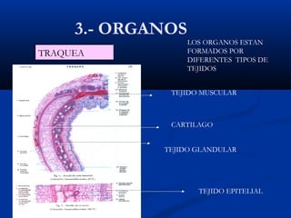 3.- ORGANOS
LOS ORGANOS ESTAN
FORMADOS POR
DIFERENTES TIPOS DE
TEJIDOS
TRAQUEATRAQUEA
TEJIDO EPITELIAL
CARTILAGO
TEJIDO GLANDULAR
TEJIDO MUSCULAR
 