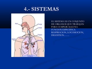 4.- SISTEMAS
EL SISTEMA ES UN CONJUNTO
DE ORGANOS QUE TRABAJAN
PARA CUMPLIR ALGUNA
FUNCION ESPECIFICA:
RESPIRACION, LOCOMOCION,
DIGESTION…….
 