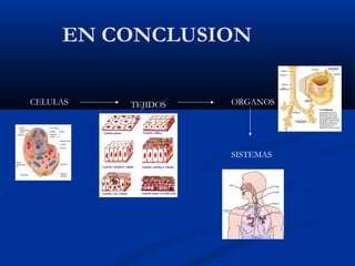 EN CONCLUSION
CELULAS TEJIDOS ORGANOS
SISTEMAS
 