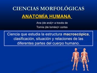 CIENCIAS MORFOLÓGICASCIENCIAS MORFOLÓGICAS
ANATOMÍAANATOMÍA HUMANAHUMANA
Ana (de aná)= a través de
Tomía (de tomée)= cortes
Ciencia que estudia la estructura macroscópicamacroscópica,
clasificación, situación y relaciones de las
diferentes partes del cuerpo humano.
 
