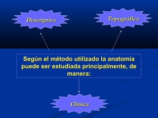 Según el método utilizado la anatomíaSegún el método utilizado la anatomía
puede ser estudiada principalmente, depuede ser estudiada principalmente, de
manera:manera:
TopográficaTopográficaDescriptivaDescriptiva
ClínicaClínica
 