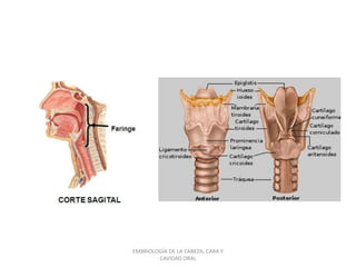 EMBRIOLOGÍA DE LA CABEZA, CARA Y
CAVIDAD ORAL
 