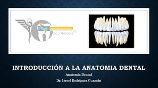 INTRODUCCIÓN A LA ANATOMIA DENTAL
Anatomía Dental
Dr. Israel Rodríguez Guzmán
 