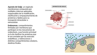 ● Aparato de Golgi, un orgánulo
membranoso compuesto por
múltiples cisternas aplanadas
responsables de la modificación,
clasificación y empaquetamiento de
proteínas y lípidos para su
transporte intracelular o
extracelular.
● Endosomas, compartimientos
limitados por membrana que
participan en los mecanismos de
endocitosis, cuya función principal
es la de clasificar las proteínas que
le son enviadas por las vesículas
endofíticas, y redireccionar a
distintos compartimientos celulares,
destinos finales.
 