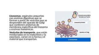 ●Lisosomas, orgánulos pequeños
con enzimas digestivas que se
forman a partir de vesículas que se
desprenden del aparato de Golgi
que contienen proteínas de
membrana especificas del lisosoma
y enzimas lisosómicas.
●Vesículas de transporte, que están
involucradas en la endocitosis y la
exocitosis, varían en la forma y el
material que transportan.
 