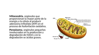 ●Mitocondria, orgánulos que
proporcionan la mayor parte de la
energía a la célula al producir
adenosina trifosfato (ATP) en el
proceso de fosforilación oxidativa.
●Peroxisoma, orgánulos pequeños
involucrados en la producción y
degradación de H2O2 y en la
degradación se ácidos grasos.
 