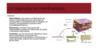 Los orgánulos no membranosos.
Incluyen:
● Microtúbulos; que juntos con filamentos de
actina e intermedios forman elementos de
citoesqueleto y constantemente se alargan y se
acortan, una propiedad conocida como
inestabilidad dinámica.
● Filamentos; también hacen parte del
citoesqueleto, pueden ser filamentos de actina
y filamentos intermedios.
● Centriolos, par de estructuras cilíndricas cortas
que se encuentran en el centro de
organización de microtúbulos o centrosomas, y
cuyos derivados originan los cuerpos basales
de los cilios.
 