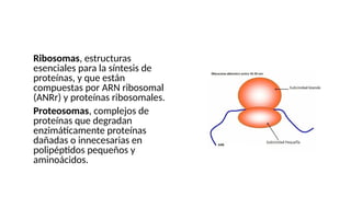 ●Ribosomas, estructuras
esenciales para la síntesis de
proteínas, y que están
compuestas por ARN ribosomal
(ANRr) y proteínas ribosomales.
●Proteosomas, complejos de
proteínas que degradan
enzimáticamente proteínas
dañadas o innecesarias en
polipéptidos pequeños y
aminoácidos.
 