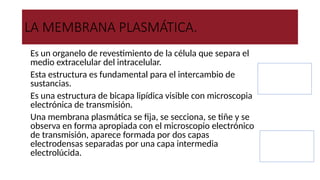 LA MEMBRANA PLASMÁTICA.
●Es un organelo de revestimiento de la célula que separa el
medio extracelular del intracelular.
●Esta estructura es fundamental para el intercambio de
sustancias.
●Es una estructura de bicapa lipídica visible con microscopia
electrónica de transmisión.
●Una membrana plasmática se fija, se secciona, se tiñe y se
observa en forma apropiada con el microscopio electrónico
de transmisión, aparece formada por dos capas
electrodensas separadas por una capa intermedia
electrolúcida.
Electrodensas son
las estructuras
que se ven mas
oscuras.
Electrolúcidas son
las estructuras
que se ven mas
claras.
 