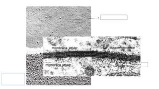 Microscopio
electrónico de
transmisión.
Célula epitelial.
Célula contigua.
Espacio intercelular.
 
