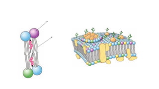 Cabeza
hidrofílica.
Cola
hidrofóbica.
 