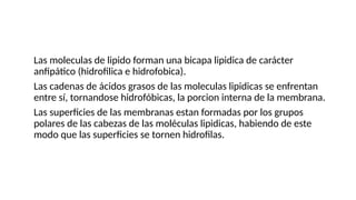 ●Las moleculas de lipido forman una bicapa lipidica de carácter
anfipático (hidrofilica e hidrofobica).
●Las cadenas de ácidos grasos de las moleculas lipidicas se enfrentan
entre sí, tornandose hidrofóbicas, la porcion interna de la membrana.
●Las superficies de las membranas estan formadas por los grupos
polares de las cabezas de las moléculas lipidicas, habiendo de este
modo que las superficies se tornen hidrofilas.
 