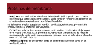 Proteínas de membrana.
● Integrales: son anfipáticas. Atraviesan la bicapa de lípidos, por lo tanto poseen
extremos que sobresalen a ambos lados. Estas cumplen funciones importantes en
el metabolismo, regularización y señalización celular.
Se define seis amplias categorías: bombas, conductos, receptores, proteínas de
enlace, enzimas y proteínas estructurales.
● Periféricas: polares. Pueden encontrarse tanto hacia el medio extracelular como
en el medio citosólico. Estas proteínas NO atraviesan la membrana de ninguna
manera, por lo tanto están expuestas nada mas que hacia un solo sitio; o el medio
externo o el medio interno.
● Ancladas a lípidos: se encuentran tanto en el medio extracelular como en el
medio citosólico.
 