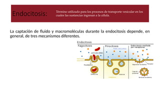 Endocitosis:
La captación de fluido y macromoléculas durante la endocitosis depende, en
general, de tres mecanismos diferentes.
Existe una proteína requerida en la formación
de algunas vesículas, interaccionando con la
membrana plasmática, llamada Clatrina.
Aunque sea importante para la formación de
vesículas, hay también aquellas que son
independientes de la clatrina.
Por lo tanto pueden ser:
1. Pinocitosis.
2. Fagocitosis.
3. Endocitosis mediada por receptores.
Término utilizado para los procesos de transporte vesicular en los
cuales las sustancias ingresan a la célula.
 