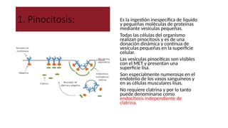 1. Pinocitosis: ● Es la ingestión inespecífica de liquido
y pequeñas moléculas de proteínas
mediante vesículas pequeñas.
● Todas las células del organismo
realizan pinocitosis y es de una
donación dinámica y continua de
vesículas pequeñas en la superficie
celular.
● Las vesículas pinocíticas son visibles
con el MET y presentan una
superficie lisa.
● Son especialmente numerosas en el
endotelio de los vasos sanguíneos y
en as células musculares lisas.
● No requiere clatrina y por lo tanto
puede denominarse como
endocitosis independiente de
clatrina.
 
