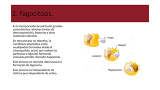 2. Fagocitosis.
● Es la incorporación de particular grandes
como detritos celulares (restos de
descomposición), bacterias y otros
materiales extraños.
● En este proceso no selectivo, la
membrana plasmática emite
seudópodos (formados desde el
citoesqueleto, acina) que rodean las
partículas a fagocitar formando
vesículas grandes, llamados fagosomas.
● Este proceso no necesita clatrina para la
formación de fagosoma.
● Este proceso es independiente de
clatrina pero dependiente de actina.
 