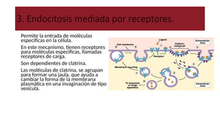 3. Endocitosis mediada por receptores.
● Permite la entrada de moléculas
especificas en la célula.
● En este mecanismo, tienen receptores
para moléculas especificas, llamadas
receptores de carga.
● Son dependientes de clatrina.
● Las moléculas de clatrina, se agrupan
para formar una jaula, que ayuda a
cambiar la forma de la membrana
plasmática en una invaginación de tipo
vesícula.
Ejemplos: Hormonas, factores de crecimiento, anticuerpos,
enzimas, vitaminas, colesterol y virus.
 
