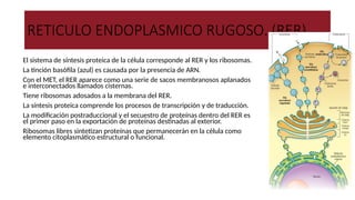 RETICULO ENDOPLASMICO RUGOSO. (RER)
● El sistema de síntesis proteica de la célula corresponde al RER y los ribosomas.
● La tinción basófila (azul) es causada por la presencia de ARN.
● Con el MET, el RER aparece como una serie de sacos membranosos aplanados
e interconectados llamados cisternas.
● Tiene ribosomas adosados a la membrana del RER.
● La síntesis proteica comprende los procesos de transcripción y de traducción.
● La modificación postraduccional y el secuestro de proteínas dentro del RER es
el primer paso en la exportación de proteínas destinadas al exterior.
● Ribosomas libres sintetizan proteínas que permanecerán en la célula como
elemento citoplasmático estructural o funcional.
 