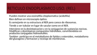 RETICULO ENDOPLASMICO LISO. (REL)
●Pueden mostrar una eosinofilia citoplasmatica (acidofilia)
●Bien definan en microscopio óptico.
●Es semejante en su estructura al RER pero carece de ribosomas.
●Tiende a ser tubular en lugar de sacular como en el RER.
●Interviene en la desintoxicacion y en la conjugacion de sustancias nocivas.
Modifican y desintoxican compuestos hidrofobos, convirtiendolas en
productos conjugados hidrosolubles.
●Tambien participa en el metabolismo de lipidos y esteroides, metabolismo
del glucogeno y formacion y reciclaje de membranas.
 