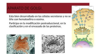 APARATO DE GOLGI.
●Esta bien desarrollado en las células secretoras y no se
tiñe con hematoxilina o eosina.
●Participa en la modificación postraduccional, en la
clasificación y en el envasado de las proteínas.
 