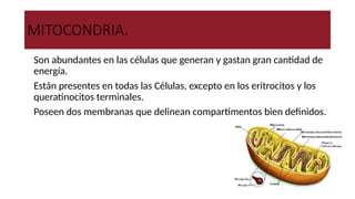 MITOCONDRIA.
●Son abundantes en las células que generan y gastan gran cantidad de
energía.
●Están presentes en todas las Células, excepto en los eritrocitos y los
queratinocitos terminales.
●Poseen dos membranas que delinean compartimentos bien definidos.
• Las mitocondrias contienen el
sistema de enzimas que genera
ATP mediante el ciclo del ácido
cítrico y de la fosforilación
oxidativa.
 