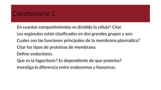 Cuestionario 1.
1. En cuantos compartimientos es dividida la célula? Citar.
2. Los orgánulos están clasificados en dos grandes grupos y son:
3. Cuales son las funciones principales de la membrana plasmática?
4. Citar los tipos de proteínas de membrana.
5. Define endocitosis.
6. Que es la fagocitosis? Es dependiente de que proteína?
7. Investiga la diferencia entre endosomas y lisosomas.
 