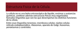 Estructura Fisica de la Célula.
La célula no es una bolsa microscópica de líquido, enzimas y sustancias
químicas, contiene además estructuras físicas muy organizadas
llamadas Organélas que son las que desempeñan las distintas funciones
de la célula.
Entre esas Organélas tenemos; membrana celular, núcleo celular,
retículo endoplasmático, ribosomas, aparato de Golgi, lisosomas,
peroxisomas y centriolos.
 