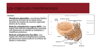 Los orgánulos membranosos
Incluye:
● Membrana plasmática, una bicapa lipídica
que forma el límite de la célula como
también los limites de muchos orgánulos
dentro de la célula.
● Retículo endoplásmico rugoso (RER), una
región del retículo endoplásmico asociada
con ribosomas en donde se sintetizan y
modifican proteínas.
● Retículo endoplásmico liso (REL), una
región del retículo endoplásmico carente
de ribosomas involucrada en la síntesis de
lípidos y esteroides.
 