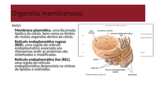 Organelas membranosas.
Inclui:
● Membrana plasmática, uma bicamada
lipidíca da célula, bem como os limites
de muitas organelas dentro da célula.
● Retículo endoplasmático rugoso
(RER), uma região do retículo
endoplasmático associada aos
ribossomas onde as proteínas são
sintetizadas e modificadas.
● Retículo endoplasmático liso (REL),
uma região do reticulo
endoplasmático desprovista na síntese
de lipídios e estéródes.
 