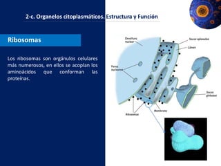 Unidad I: Introducción al estudio de la célula | PPTX