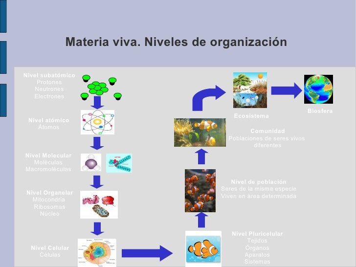 Materia viva e inanimada