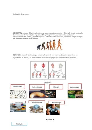 fosilización de sus restos.
FILOGENIA.- proviene del griego phylo (estirpe, raza) y genneá (generación) y define a la ciencia que estudia
las relaciones evolutivas entre los organismos.El objetivo principal de esta disciplina es alcanzar
un conocimiento más extenso y profundo respecto a la historia de los seres vivos, observando siempre el origen
y el desarrollo evolutivo de las especies.
GENETICA.- rama de la Biología que estudia la herencia de los caracteres. Esta ciencia nació con los
experimentos de Mendel y ha desencadenado un vocabulario propio que debes utilizar con propiedad.
ZOOLOGIA
BOTANICA
Entomología Helmintología Ictiología
Antropología
Herpetología
Ornitología Mastozoología
Ficología
 