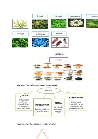 MICOLOGIA
RELACIÓN DE LA BIOLOGÍA CON OTRAS CIENCIAS
ORGANIZACIÓN DE LOS SERES VIVOS (PIRÁMIDE)
Briología Pteriología Fanerógamas Criptógama
Virología Bacteriología Protista
Hongos
QUÍMICA
Estudia las
moléculas
inorgánicas,
orgánicas y
sus reacciones
MATEMÁTICAS
Clave en el
desarrollo de las
ciencias físicas y
de la estadística.
INFORMÁTICA
Realiza modelos
y simulaciones.
FÍSICA
Estudia la
materia y
energía.
BIOLOGIA
 