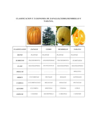 CLASIFICACION Y TAXONOMIA DE ZAPALLO,CEDRO,MEMBRILLO Y
NARANJA.
CLASIFICACION ZAPALLO CEDRO MEMBRILLO NARANJA
REINO PLANTAE PLANTAE PLANTAE PLANTAE
SUBREINO TRACHEOBIONTA ANGIOESPERMAE TRACHEOBIONTA EUMETAZOA
CLASE MAGNOLIOPSIDA DICOTILEDONEAE MAGNOLIOPSIDA MAGNOLIOPSIDA
PHYLUM ……………………. …………………. ………………….. MOLLUSCA
ORDEN CUCURBITALE FRUTALES ROSALES SAPINDALES
FAMILIA CUCURBITACEACE MELIACEAE ROSACEAE FRUTACEAE
GENERO CUCURBITA SWIETENIA CYDONIA CITRUS
ESPECIE C.MAXIMA MACROPHILLA C.OBLONGA C.SINENSIS
 