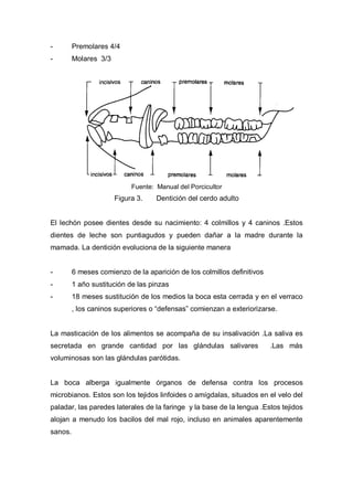 -        Premolares 4/4
-        Molares 3/3




                            Fuente: Manual del Porcicultor
                       Figura 3.    Dentición del cerdo adulto


El lechón posee dientes desde su nacimiento: 4 colmillos y 4 caninos .Estos
dientes de leche son puntiagudos y pueden dañar a la madre durante la
mamada. La dentición evoluciona de la siguiente manera


-        6 meses comienzo de la aparición de los colmillos definitivos
-        1 año sustitución de las pinzas
-        18 meses sustitución de los medios la boca esta cerrada y en el verraco
         , los caninos superiores o “defensas” comienzan a exteriorizarse.


La masticación de los alimentos se acompaña de su insalivación .La saliva es
secretada en grande cantidad por las glándulas salivares                 .Las más
voluminosas son las glándulas parótidas.


La boca alberga igualmente órganos de defensa contra los procesos
microbianos. Estos son los tejidos linfoides o amígdalas, situados en el velo del
paladar, las paredes laterales de la faringe y la base de la lengua .Estos tejidos
alojan a menudo los bacilos del mal rojo, incluso en animales aparentemente
sanos.
 