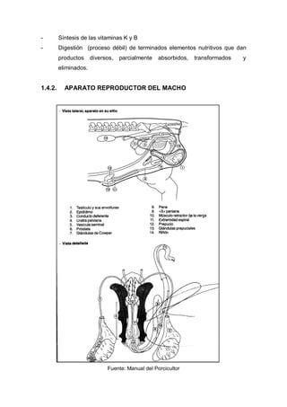 -        Síntesis de las vitaminas K y B
-        Digestión (proceso débil) de terminados elementos nutritivos que dan
         productos     diversos,   parcialmente   absorbidos,   transformados   y
         eliminados.


1.4.2.     APARATO REPRODUCTOR DEL MACHO




                             Fuente: Manual del Porcicultor
 