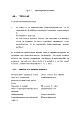Figura 4.        Aparato genital del verraco


1.4.2.1.     TESTÍCULOS


Cumplen dos misiones esenciales.


-       La producción de espermatozoides (espermatogénesis) que, tras la
        maduración en el epidídimo, proporcionan los gametos necesarios para
        la
-       fecundación de los óvulos.
-       La producción de hormonas sexuales, que intervienen en la fisiología
        normal del organismo del macho (crecimiento, metabolismo) y más
        específicamente     en     la    reproducción   (espermatogénesis,    aparato
        genital,..).


La pubertad del verraco puede definirse como el comienzo del período de
producción de un esperma fecundante . Es posterior a            los intentos de monta
así como a las primeras eyaculaciones. La producción de espermatozoides es
progresiva y generalmente independiente de la aptitud de la actividad sexual
Funciona a pleno rendimiento alrededor de 10- 12 meses.


1.4.2.1.1.   Desarrollo de la sexualidad del verraco


Descenso de los testículos al escroto           Últimas semanas de la vida fetal
Inicio de la formación de                       10 semanas de edad
espermatozoides en tubos semini-
Feros
Capacidad de erección                           16 semanas de edad
Presencia de espermatozoides en el              20 semanas de edad
epidídimo
Madures sexual                                  20 semanas de edad
Presencia de espermatozoides en el              22 semanas de edad
esperma
 