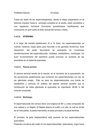Fertilidad máxima                            18 meses


Todas las fases de las espermatogénesis, desde la etapa preparatoria en el
testículo impúber hasta la actividad completa en el adulto, están sometidos a
una   regulación     hormonal    (hormonas     gonadotropas     hipofisiarias)    que
condicionan en gran parte al ardor sexual del verraco o libido.


1.4.2.2.   EPIDÍDIMO


A lo largo del tránsito epididimario (9 a 14 días), los espermatozoides se
vuelven maduros, luego aptos para fecundar a los gametos femeninos. Esta
adquisición    del    poder     fecundante     se   acompaña      de    numerosas
transformaciones del espermatozoide: motilidad, metabolismo, morfología. Un
buen funcionamiento del epidídimo puede provocar un aumento de las
anomalías en el esperma eyaculado.


1.4.2.2.1. Plasma seminal


El plasma seminal resulta de la mezcla, en el momento de la eyaculación, de
las secreciones epididimarias que contienen los espermatozoides con las de
las glándulas anejas      Éste es para los espermatozoides una fuente de
metabolitos y vehículo. El análisis del plasma seminal muestra que la
contribución de estas glándulas al eyaculado es importante: 95-98 % del
volumen producido.


1.4.2.2.2. Morfología


El espermatozoide del verraco tiene una longitud de 60 u y esta compuesto de
una cabeza y un flagelo. El flagelo abarca el cuello y la cola, la cuál se divide
de en tres partes, la pieza intermedia, la pieza principal y la pieza terminal.


El principio, la gota citoplasmática está ausente de los espermatozoides
eyaculados.
Presente a la altura del cuello en los espermatozoides testiculares, migra hacia
 