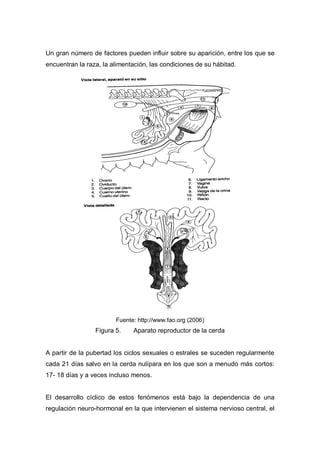 Un gran número de factores pueden influir sobre su aparición, entre los que se
encuentran la raza, la alimentación, las condiciones de su hábitad.




                        Fuente: http://www.fao.org (2006)
                 Figura 5.    Aparato reproductor de la cerda


A partir de la pubertad los ciclos sexuales o estrales se suceden regularmente
cada 21 días salvo en la cerda nulípara en los que son a menudo más cortos:
17- 18 días y a veces incluso menos.


El desarrollo cíclico de estos fenómenos está bajo la dependencia de una
regulación neuro-hormonal en la que intervienen el sistema nervioso central, el
 