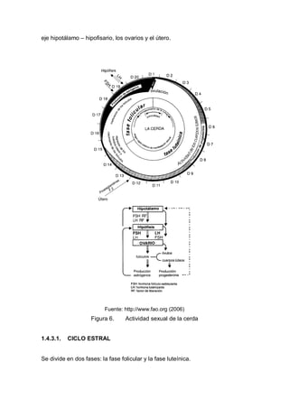 eje hipotálamo – hipofisario, los ovarios y el útero.




                          Fuente: http://www.fao.org (2006)
                    Figura 6.     Actividad sexual de la cerda


1.4.3.1.   CICLO ESTRAL


Se divide en dos fases: la fase folicular y la fase luteínica.
 