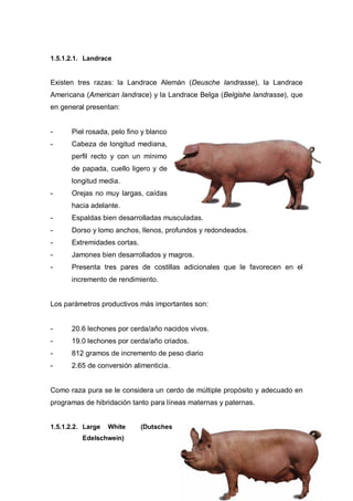 1.5.1.2.1. Landrace


Existen tres razas: la Landrace Alemán (Deusche landrasse), la Landrace
Americana (American landrace) y la Landrace Belga (Belgishe landrasse), que
en general presentan:


-     Piel rosada, pelo fino y blanco
-     Cabeza de longitud mediana,
      perfil recto y con un mínimo
      de papada, cuello ligero y de
      longitud media.
-     Orejas no muy largas, caídas
      hacia adelante.
-     Espaldas bien desarrolladas musculadas.
-     Dorso y lomo anchos, llenos, profundos y redondeados.
-     Extremidades cortas.
-     Jamones bien desarrollados y magros.
-     Presenta tres pares de costillas adicionales que le favorecen en el
      incremento de rendimiento.


Los parámetros productivos más importantes son:


-     20.6 lechones por cerda/año nacidos vivos.
-     19.0 lechones por cerda/año criados.
-     812 gramos de incremento de peso diario
-     2.65 de conversión alimenticia.


Como raza pura se le considera un cerdo de múltiple propósito y adecuado en
programas de hibridación tanto para líneas maternas y paternas.


1.5.1.2.2. Large   White     (Dutsches
          Edelschwein)
 