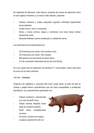 Es originaria de Alemania, color blanco, producto de cruces de absorción entre
la raza inglesa Yorkshire y un cerdo criollo alemán, presenta:


-     Cabeza mediana y orejas pequeñas erguidas inclinadas ligeramente
      hacia adelante.
-     Cuello ancho, corto y musculoso.
-     Dorso y lomos anchos, largos y mantienen una línea dorso lumbar
      idealmente recta.
-     Elevada fertilidad, buena constitución y calidad de carne.


Los parámetros de productividad son:


-     22.5 lechones por cerda / año nacidos vivos.
-     20.5 lechones por cerda / año criados.
-     850 gramos de incremento de peso diario.
-     3.2 de conversión alimenticia de los 20 a los 90 Kg


Es muy usado para la obtención de hembras F1 comerciales, sobre todo para
el cruce con la raza Landrace.


1.5.1.2.3. Yorkshire


Originaria de Inglaterra y conocida allá como Large white, el color de piel es
rosada y pelaje blanco característica que les hace susceptibles a problemas
dermáticos, sus características generales son:


-     Cabeza mediana y descarnada
      con cara de perfil recto.
-     Orejas erectas dirigidas hacia
      atrás de mediano tamaño.
-     Perfil   dorso      sensiblemente
      convexo.
-     El dorso y el lomo son largos.
-     Longitud corporal 92 a 94 cm.
 