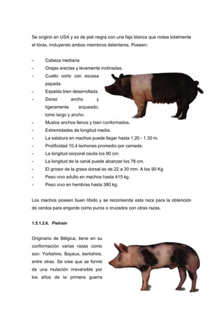 Se originó en USA y es de piel negra con una faja blanca que rodea totalmente
el tórax, incluyendo ambos miembros delanteros. Poseen;


-      Cabeza mediana
-      Orejas erectas y levemente inclinadas.
-      Cuello corto con escasa
       papada.
-      Espalda bien desarrollada.
-      Dorso          ancho      y
       ligeramente       arqueado,
       lomo largo y ancho.
-      Muslos anchos llenos y bien conformados.
-      Extremidades de longitud media.
-      La estatura en machos puede llegar hasta 1.20 - 1.30 m.
-      Prolificidad 10.4 lechones promedio por camada.
-      La longitud corporal oscila los 90 cm.
-      La longitud de la canal puede alcanzar los 78 cm.
-      El grosor de la grasa dorsal es de 22 a 30 mm. A los 90 Kg
-      Peso vivo adulto en machos hasta 415 kg.
-      Peso vivo en hembras hasta 380 kg.


Los machos poseen buen líbido y se recomienda esta raza para la obtención
de cerdos para engorde como puros o cruzados con otras razas.


1.5.1.2.6. Pietrain


Originario de Bélgica, tiene en su
conformación varias razas como
son: Yorkshire, Bayeux, berkshire,
entre otras. Se cree que se formó
de una mutación irreversible por
los años de la primera guerra
 
