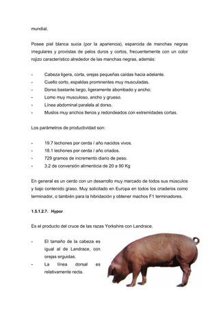 mundial.


Posee piel blanca sucia (por la apariencia), esparcida de manchas negras
irregulares y provistas de pelos duros y cortos, frecuentemente con un color
rojizo característico alrededor de las manchas negras, además:


-     Cabeza ligera, corta, orejas pequeñas caídas hacia adelante.
-     Cuello corto, espaldas prominentes muy musculadas.
-     Dorso bastante largo, ligeramente abombado y ancho.
-     Lomo muy musculoso, ancho y grueso.
-     Línea abdominal paralela al dorso.
-     Muslos muy anchos llenos y redondeados con extremidades cortas.


Los parámetros de productividad son:


-     19.7 lechones por cerda / año nacidos vivos.
-     18.1 lechones por cerda / año criados.
-     729 gramos de incremento diario de peso.
-     3.2 de conversión alimenticia de 20 a 90 Kg


En general es un cerdo con un desarrollo muy marcado de todos sus músculos
y bajo contenido graso. Muy solicitado en Europa en todos los criaderos como
terminador, o también para la hibridación y obtener machos F1 terminadores.


1.5.1.2.7. Hypor


Es el producto del cruce de las razas Yorkshire con Landrace.


-     El tamaño de la cabeza es
      igual al de Landrace, con
      orejas erguidas.
-     La     línea    dorsal    es
      relativamente recta.
 
