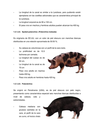 -       La longitud de la canal es similar a la Landrace, pero pudiendo existir
        ejemplares sin las costillas adicionales que es característica principal de
        la Landrace.
-       La longitud corporal es de 90 a 100 cm.
-       El peso vivo en machos y hembras adultos pueden alcanzar los 400 kg.


1.5.1.2.8. Spoted polanchina (Polanchina moteada)


Es originaria de EE.UU. con un color de piel obscura con manchas blancas
distribuidas en una relación aproximada de 50:50 %.


-       Su cabeza es voluminosa con un perfil de la cara recto.
-       La prolificidad es de 10.5
        lechones por camada.
-       La longitud del cuerpo es de
        92 cm.
-       La longitud de la canal es de
        70 cm
-       Peso vivo adulto en machos
        hasta 450 kg.
-       Peso vivo adulto en hembras hasta 420 kg.


1.5.1.2.9. Polandchina


Se originó en Pensilvania (USA), es de piel obscura con pelo negro,
presentando como característica especial seis manchas blancas distribuidas a
nivel   de      cabeza,   cola     y
extremidades.


-       Cabeza     mediana       con
        gruesos cachetes en la
        cara, el perfil de la cara
        es curvo, el hocico chato
 