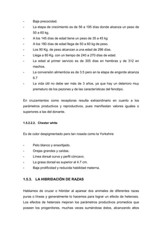 -     Baja precocidad.
-     La etapa de crecimiento es de 56 a 195 días donde alcanza un peso de
      50 a 60 kg.
-     A los 145 días de edad tiene un peso de 35 a 45 kg
-     A los 180 días de edad llega de 50 a 60 kg de peso.
-     Los 90 Kg. de peso alcanzan a una edad de 296 días.
-     Llega a 80 Kg. con un tiempo de 240 a 270 días de edad.
-     La edad al primer servicio es de 305 días en hembras y de 312 en
      machos.
-     La conversión alimenticia es de 3.5 pero en la etapa de engorde alcanza
      6.7
-     La vida útil no debe ser más de 3 años, ya que hay un deterioro muy
      prematuro de los pezones y de las características del fenotipo.


En cruzamientos como receptoras resulta extraordinario en cuanto a los
parámetros productivos y reproductivos, pues manifiestan valores iguales o
superiores a las del donante.


1.5.2.2.2. Chester white


Es de color despigmentado pero tan rosada como la Yorkshire


-     Pelo blanco y ensortijado.
-     Orejas grandes y caídas.
-     Línea dorsal curva y perfil cóncavo.
-     La grasa dorsal es superior al 4.7 cm.
-     Baja prolificidad y reducida habilidad materna.


1.5.3. LA HIBRIDACIÓN DE RAZAS


Hablamos de cruzar o hibridar al aparear dos animales de diferentes razas
puras o líneas y generalmente lo hacemos para lograr un efecto de heterosis.
Los efectos de heterosis mejoran los parámetros productivos promedios que
poseen los progenitores, muchas veces sumándose éstos, alcanzando altos
 