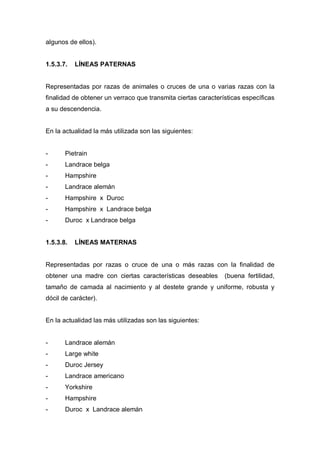 algunos de ellos).


1.5.3.7.   LÍNEAS PATERNAS


Representadas por razas de animales o cruces de una o varias razas con la
finalidad de obtener un verraco que transmita ciertas características específicas
a su descendencia.


En la actualidad la más utilizada son las siguientes:


-      Pietrain
-      Landrace belga
-      Hampshire
-      Landrace alemán
-      Hampshire x Duroc
-      Hampshire x Landrace belga
-      Duroc x Landrace belga


1.5.3.8.   LÍNEAS MATERNAS


Representadas por razas o cruce de una o más razas con la finalidad de
obtener una madre con ciertas características deseables        (buena fertilidad,
tamaño de camada al nacimiento y al destete grande y uniforme, robusta y
dócil de carácter).


En la actualidad las más utilizadas son las siguientes:


-      Landrace alemán
-      Large white
-      Duroc Jersey
-      Landrace americano
-      Yorkshire
-      Hampshire
-      Duroc x Landrace alemán
 